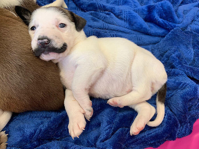 revistacarpediem.com - Conheça Salvador Dolly, o cãozinho mais fofo com bigode