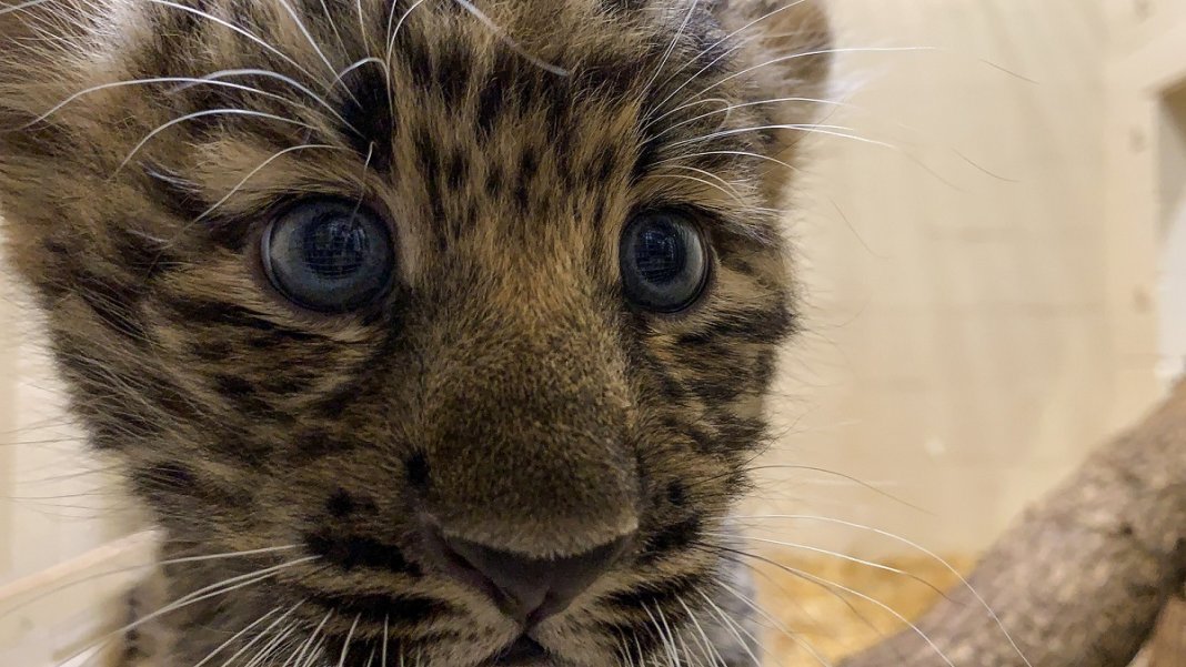 Zoológico gasta mais de 400 mil dólares para se adaptar a filhotes de leopardo ameaçados