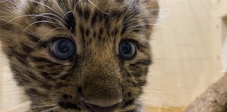 Zoológico gasta mais de 400 mil dólares para se adaptar a filhotes de leopardo ameaçados