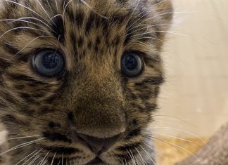 Zoológico gasta mais de 400 mil dólares para se adaptar a filhotes de leopardo ameaçados