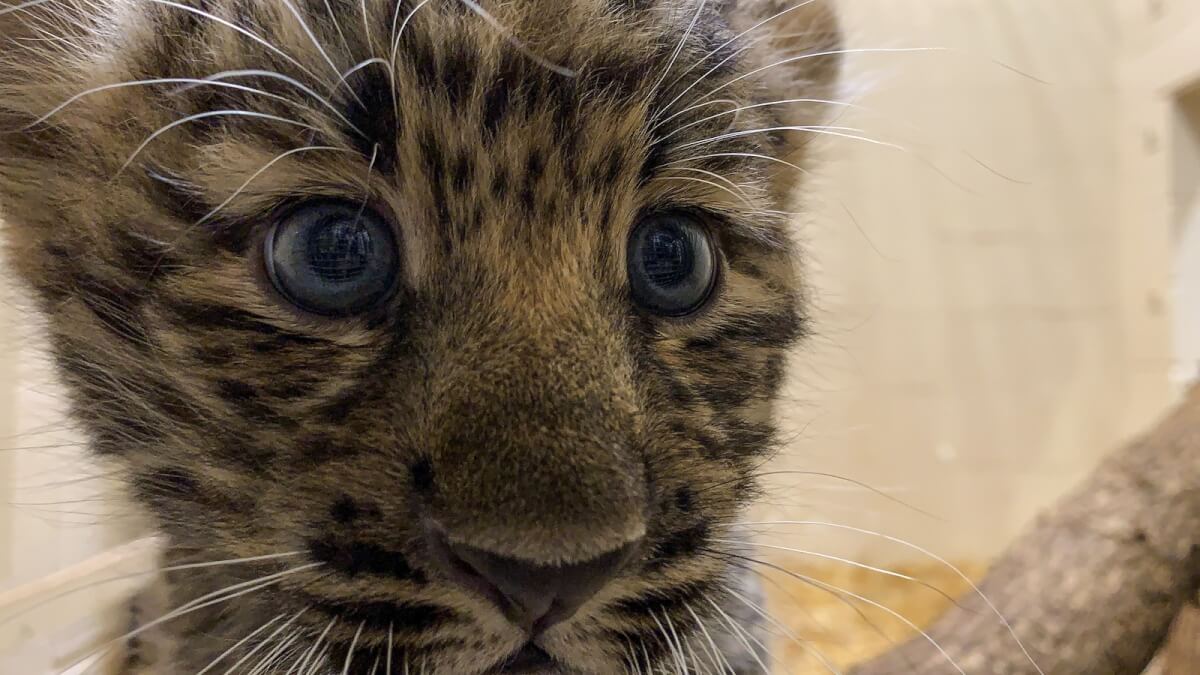 revistacarpediem.com - Zoológico gasta mais de 400 mil dólares para se adaptar a filhotes de leopardo ameaçados