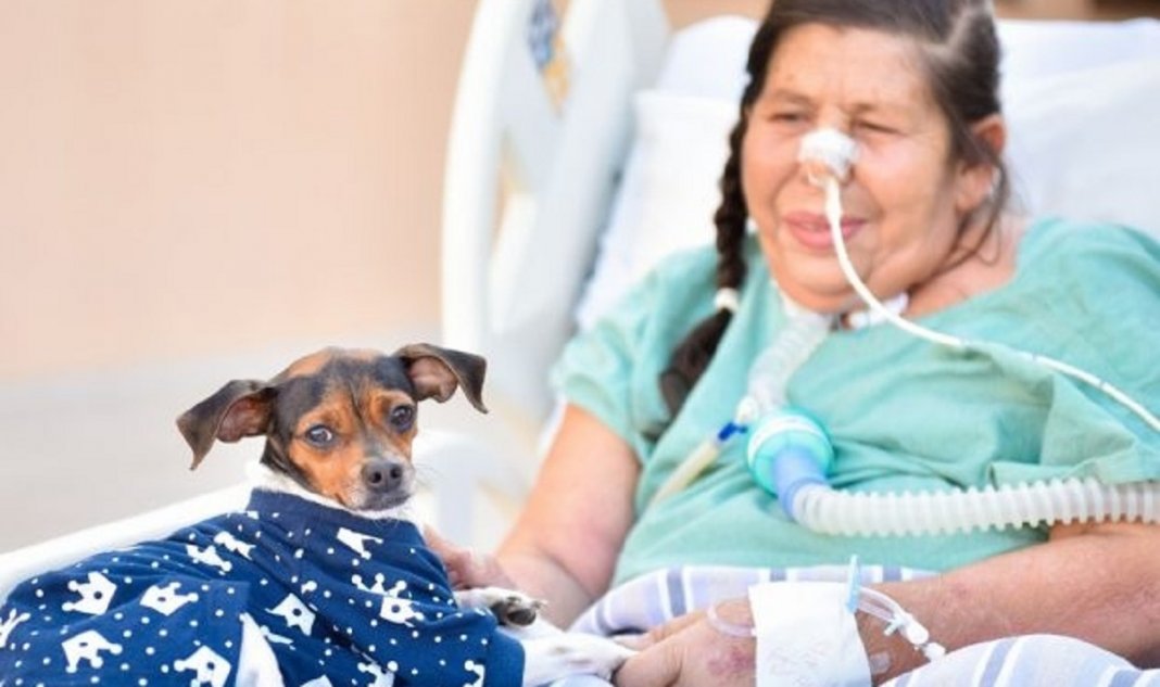 Paciente goiana internada recebe visita surpresa do seu cãozinho com apoio do hospital