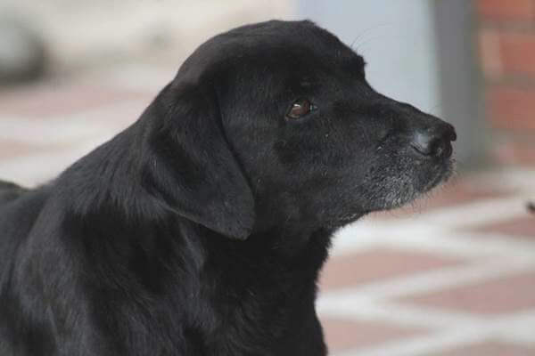 revistacarpediem.com - Cachorrinho "compra" biscoitos com folhas e encanta a internet