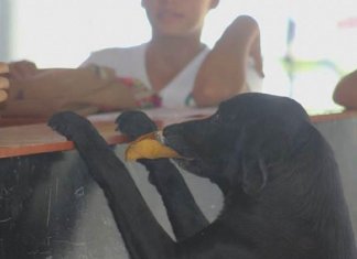 Cachorrinho “compra” biscoitos com folhas e encanta a internet