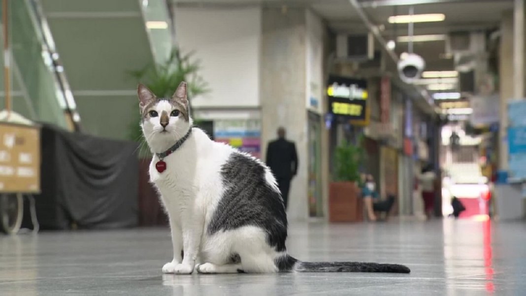 Gato ‘ganha na Justiça’ o direito de circular por galeria em Copacabana