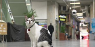 Gato ‘ganha na Justiça’ o direito de circular por galeria em Copacabana