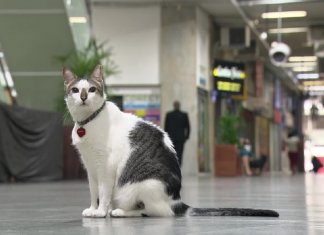 Gato ‘ganha na Justiça’ o direito de circular por galeria em Copacabana