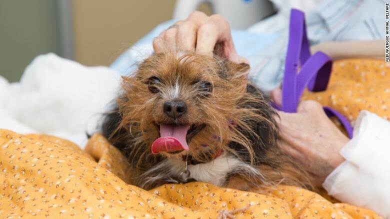 191021123632 03 veteran reunited with dog exlarge 169 - Veterano do Vietnam em cuidados paliativos consegue realizar seu último desejo antes de morrer, ver seu amado cachorro