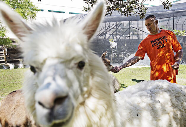 revistacarpediem.com - Detentos cuidam de animais abandonados e ambos ganham uma nova chance