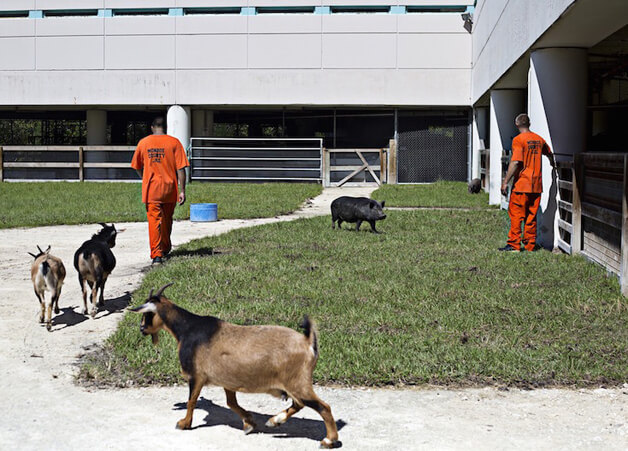 revistacarpediem.com - Detentos cuidam de animais abandonados e ambos ganham uma nova chance