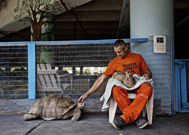 revistacarpediem.com - Detentos cuidam de animais abandonados e ambos ganham uma nova chance