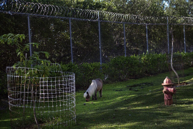 revistacarpediem.com - Detentos cuidam de animais abandonados e ambos ganham uma nova chance