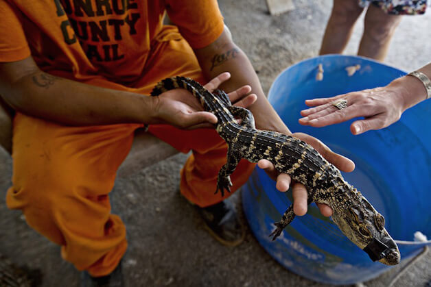 revistacarpediem.com - Detentos cuidam de animais abandonados e ambos ganham uma nova chance