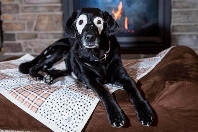 revistacarpediem.com - Conheça Carter, o menino com vitiligo que começou a se aceitar ao conhecer um cão como ele