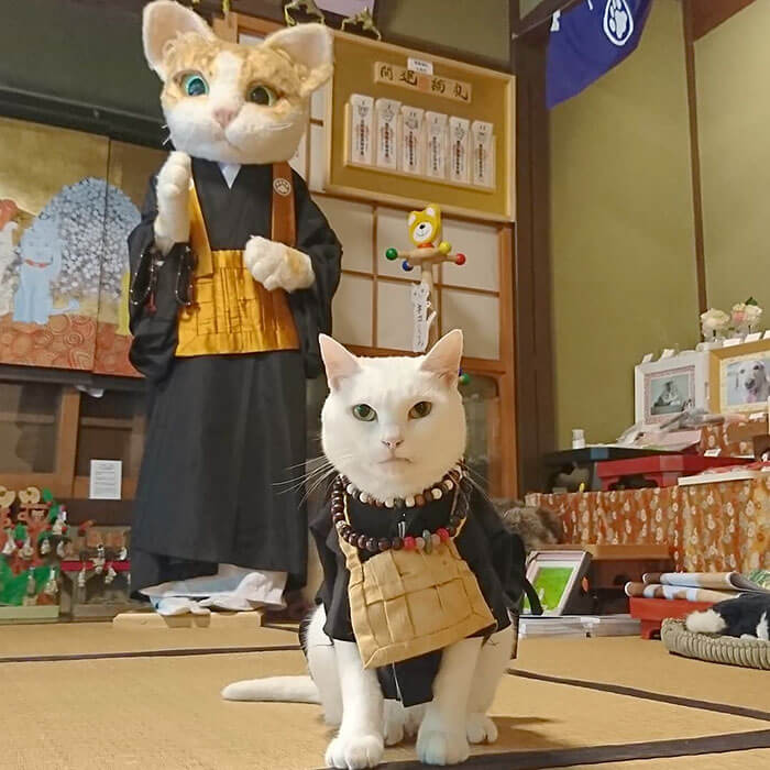 revistacarpediem.com - No Japão há um santuário de gatinhos onde os monges são bichanos