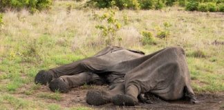 Mais de 55 elefantes morrem de fome devido a graves crises de seca em Zimbábue