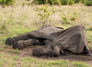 Mais de 55 elefantes morrem de fome devido a graves crises de seca em Zimbábue