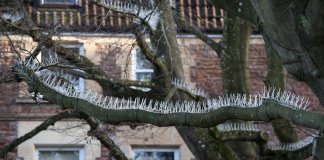 Inacreditável! Ferramentas anti-pássaros são instaladas em árvores para proteger carros de luxo