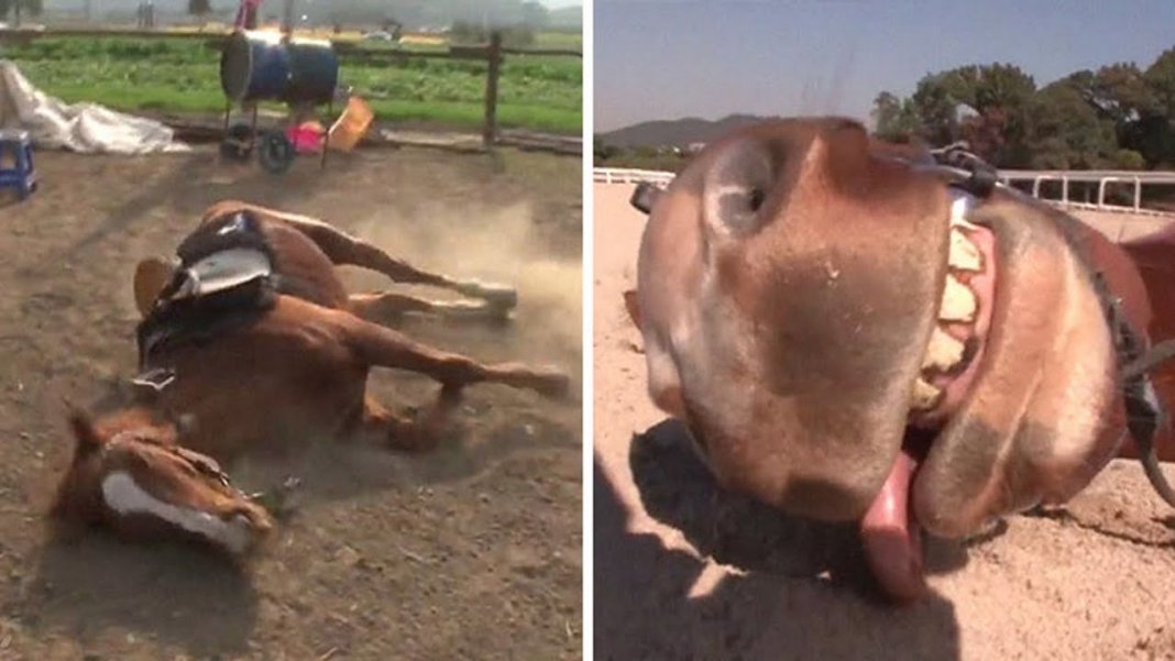 Cavalo dramático finge estar morto sempre que as pessoas tentam montá-lo