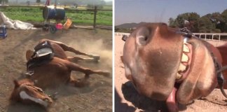 Cavalo dramático finge estar morto sempre que as pessoas tentam montá-lo