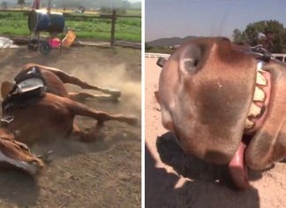 Cavalo dramático finge estar morto sempre que as pessoas tentam montá-lo