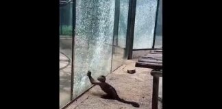 Macaquinho tenta escapar do zoológico quebrando vidro com uma pedra que ele havia afiado