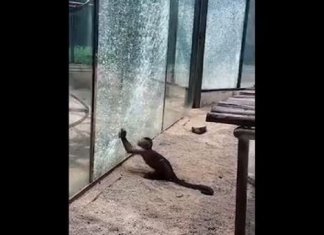 Macaquinho tenta escapar do zoológico quebrando vidro com uma pedra que ele havia afiado