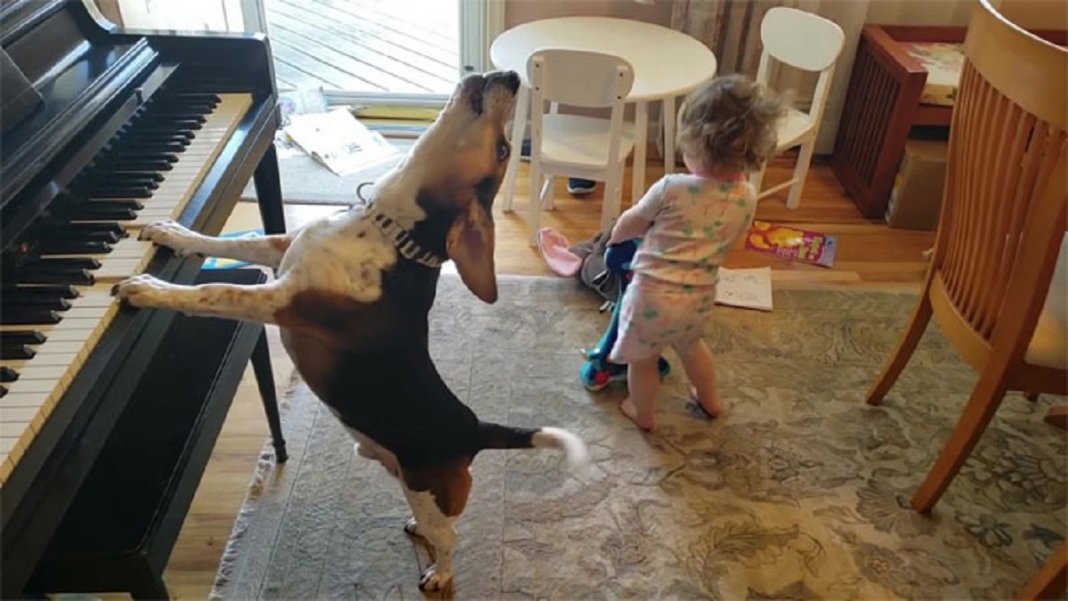 Pai grava vídeo sem querer da filha dançando enquanto seu cãozinho toca piano