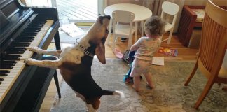 Pai grava vídeo sem querer da filha dançando enquanto seu cãozinho toca piano