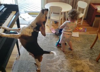 Pai grava vídeo sem querer da filha dançando enquanto seu cãozinho toca piano