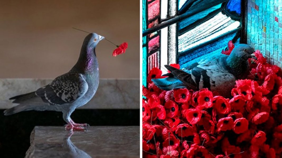 Pombo constrói ninho com flores roubadas do túmulo de um soldado desconhecido