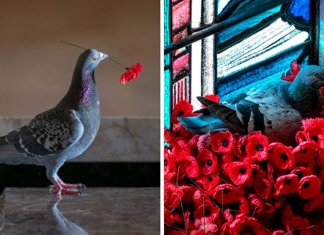 Pombo constrói ninho com flores roubadas do túmulo de um soldado desconhecido