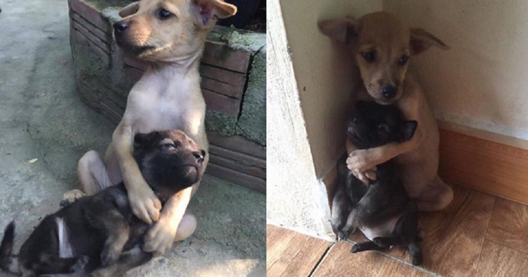 Cachorrinhos ficam abraçados todo o tempo após serem resgatados