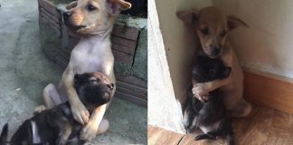 Cachorrinhos ficam abraçados todo o tempo após serem resgatados