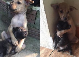 Cachorrinhos ficam abraçados todo o tempo após serem resgatados