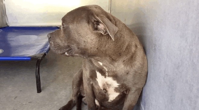 revistacarpediem.com - Vídeo que mostra a primeira vez que pit bull "agressivo" sente-se amado emociona internautas