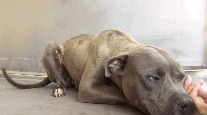revistacarpediem.com - Vídeo que mostra a primeira vez que pit bull "agressivo" sente-se amado emociona internautas