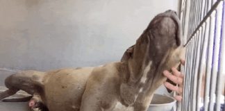 Vídeo que mostra a primeira vez que pit bull “agressivo” sente-se amado emociona internautas