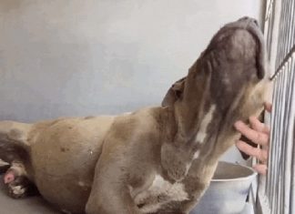 Vídeo que mostra a primeira vez que pit bull “agressivo” sente-se amado emociona internautas