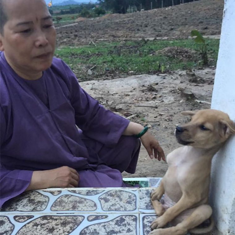 revistacarpediem.com - Cachorrinhos ficam abraçados todo o tempo após serem resgatados