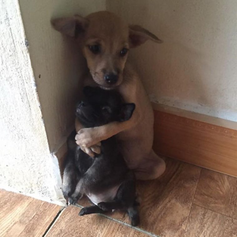 revistacarpediem.com - Cachorrinhos ficam abraçados todo o tempo após serem resgatados