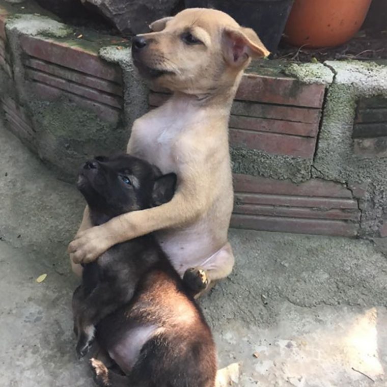 revistacarpediem.com - Cachorrinhos ficam abraçados todo o tempo após serem resgatados