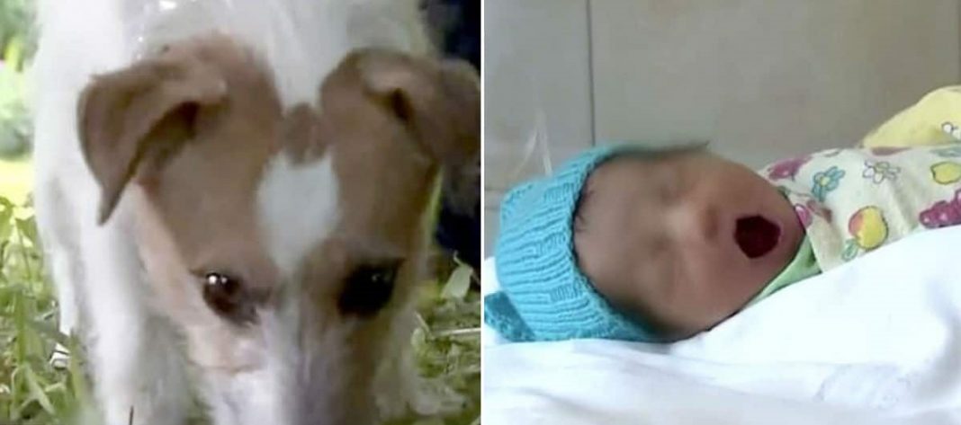 Cãozinho leva dono para matagal e juntos salvam recém-nascida abandonada