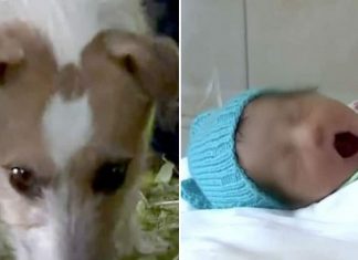 Cãozinho leva dono para matagal e juntos salvam recém-nascida abandonada