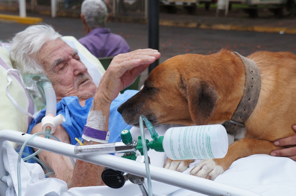 revistacarpediem.com - Idoso internado que chorava de saudade de seu cão no hospital recebe visita do animalzinho