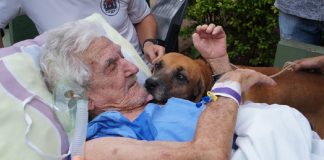 Idoso internado que chorava de saudade de seu cão no hospital recebe visita do animalzinho