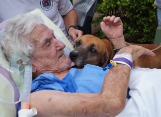 Idoso internado que chorava de saudade de seu cão no hospital recebe visita do animalzinho