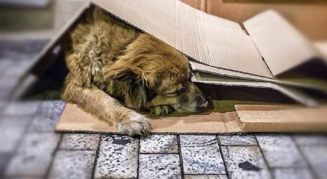 Holanda se torna o primeiro país sem cachorros vivendo nas ruas