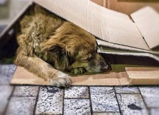 Holanda se torna o primeiro país sem cachorros vivendo nas ruas