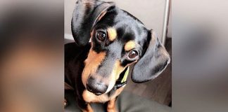 Cão é sacrificado por engano em clínica e dona se desespera